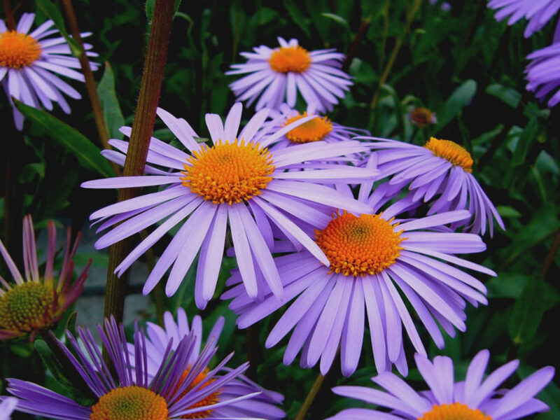 Uolinis astras (Aster tongolensis) 'Napsbury'