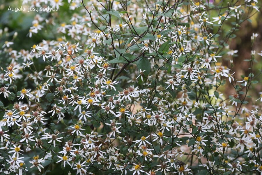 Skėstašakis astras (Aster divaricatus), syn. Eurybia divaricatus