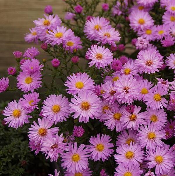 Krūminis astras (Aster dumosus) 'Herbstgruss vom Bresserhof'