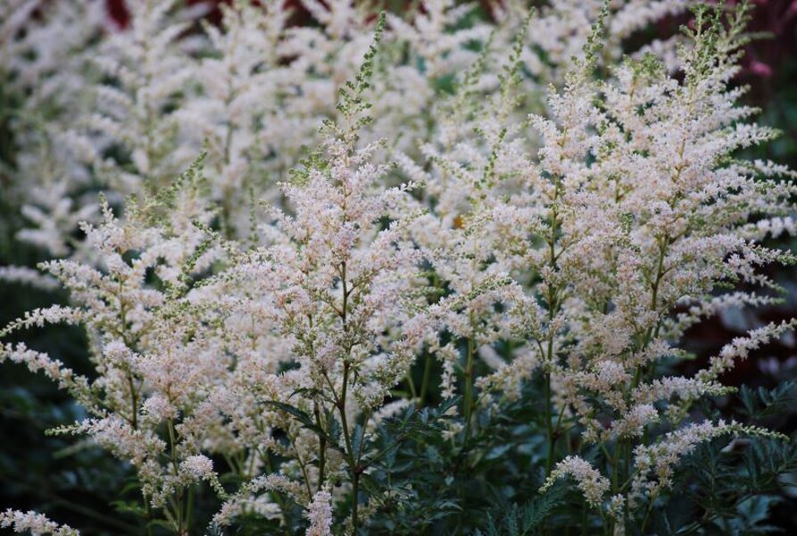 Astilbė (Astilbe simplicifolia) 'Darwin's Snow Sprite'