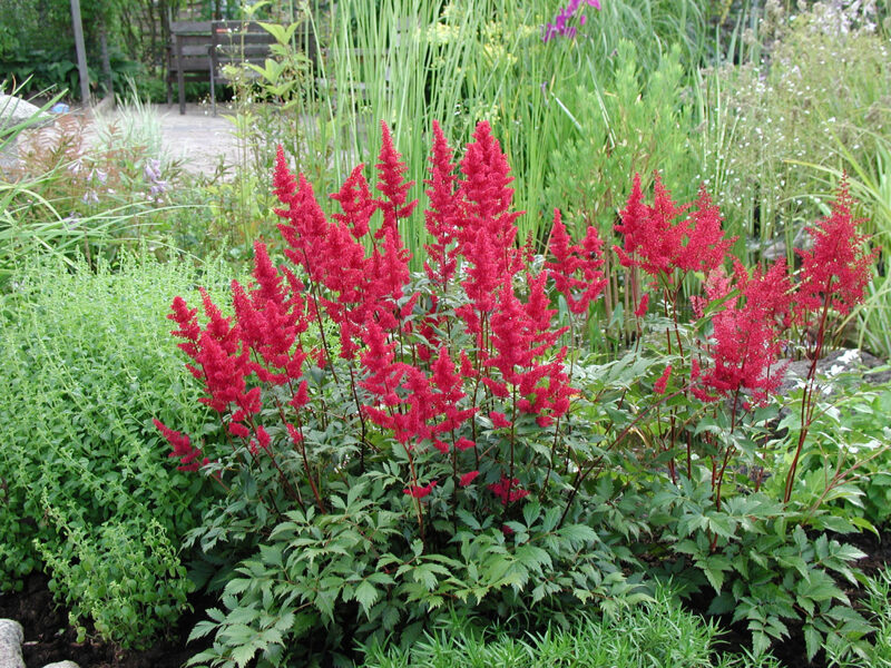 Astibė (Astilbe) 'Etna'