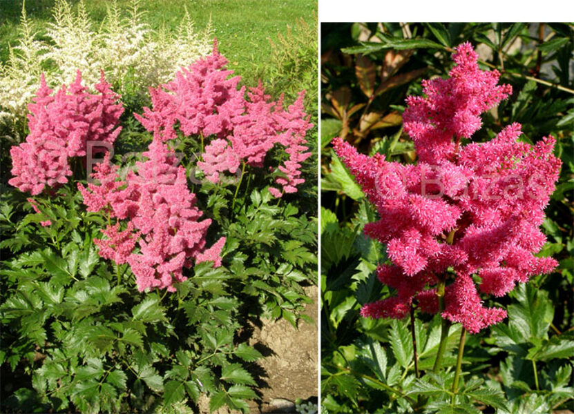 Astilbė (Astilbe arendsii) 'Gertrud Brix'