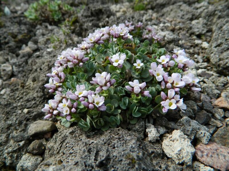 Apskritalapė etjonema (Aethionema rotundifolium)