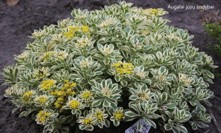 Šilokas (Sedum takesimense) 'Atlantis'