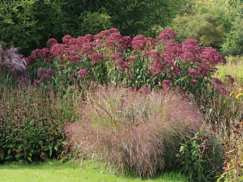 Dėmėtasis kemeras (Eupatorium maculatum) 'Atropurpureum'