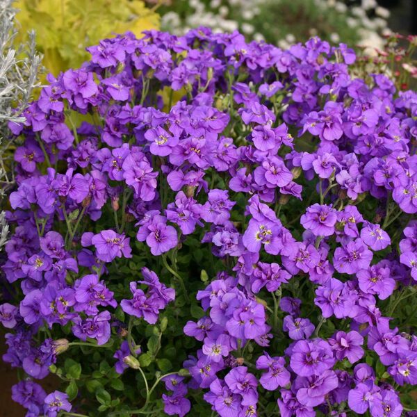 Aubretė (Aubrieta) 'Blue Beauty'