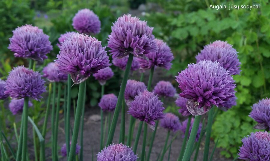 Laiškinis česnakas (Allium schoenoprasum) 'Augenschmaus'