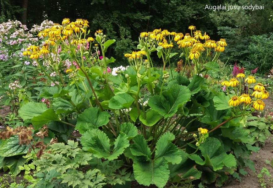 Gaurė dantytoji (Liguliaria dentata) 'Aurea'