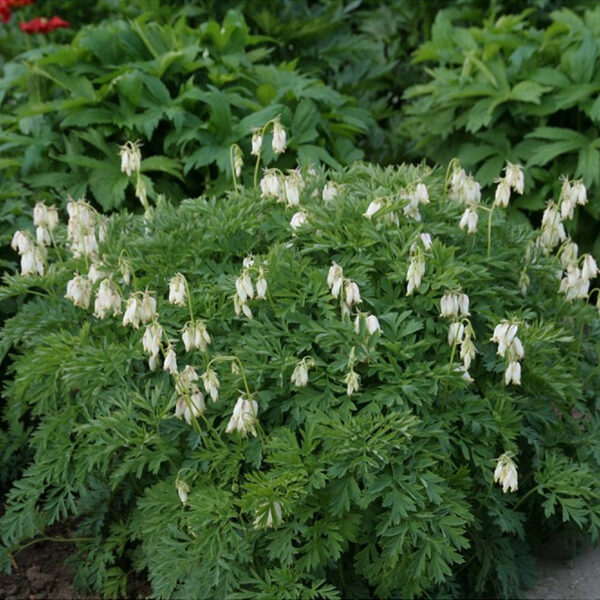 Auskarėliai (Dicentra) 'Aurora'