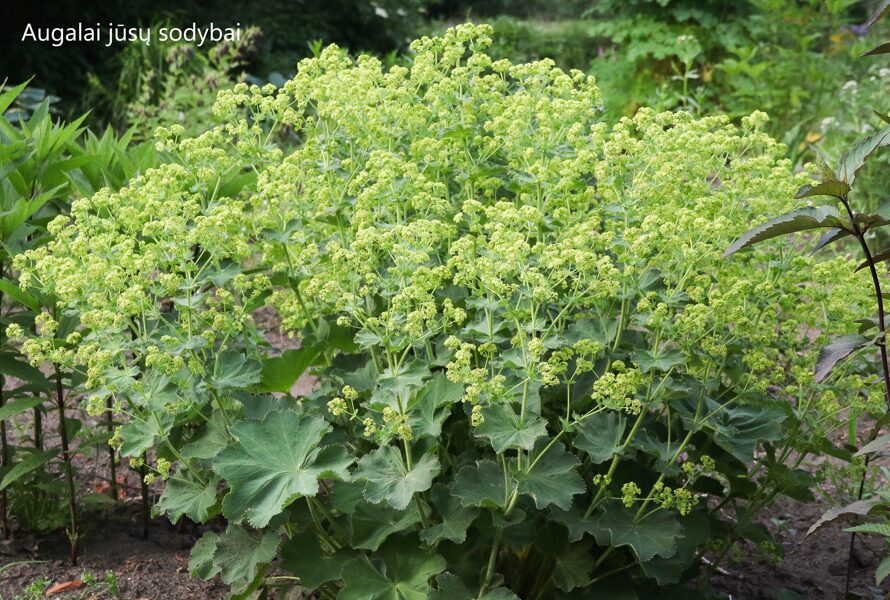 Švelnioji rasakila (Alchemilla mollis) 'Auslese'