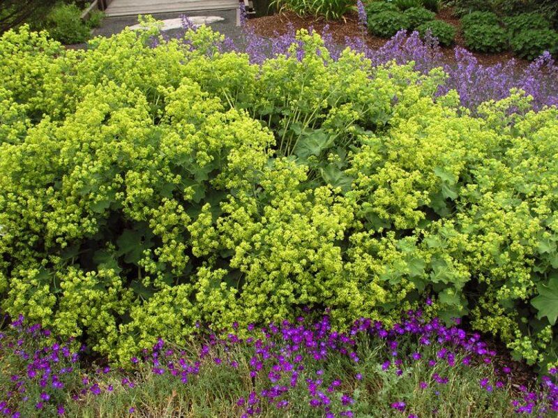 Švelnioji rasakila (Alchemilla mollis) 'Auslese'
