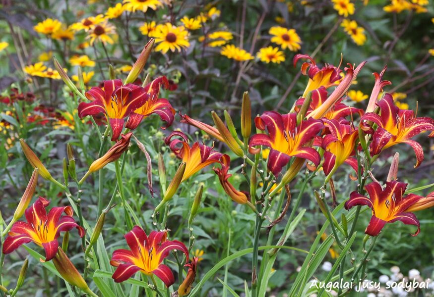 Viendienė (Hemerocallis) 'Autumn Red'