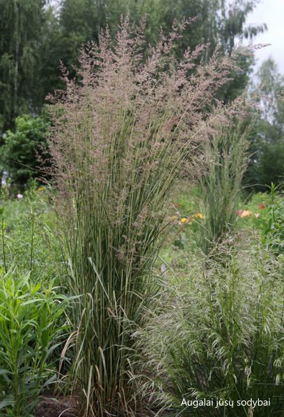 Smailiažiedis lendrūnas (Calamagrostis x acutiflora) 'Avalanche'