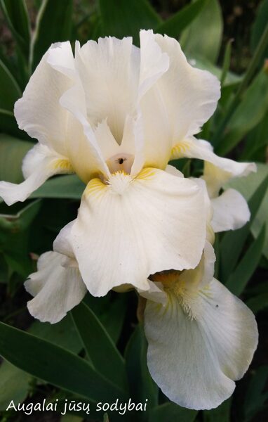 Vilkdalgis (Iris) 'Baby Snowflake'