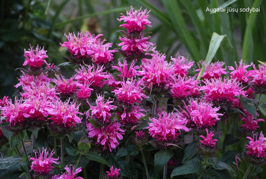 Monarda (Monarda) 'Baby Spise'