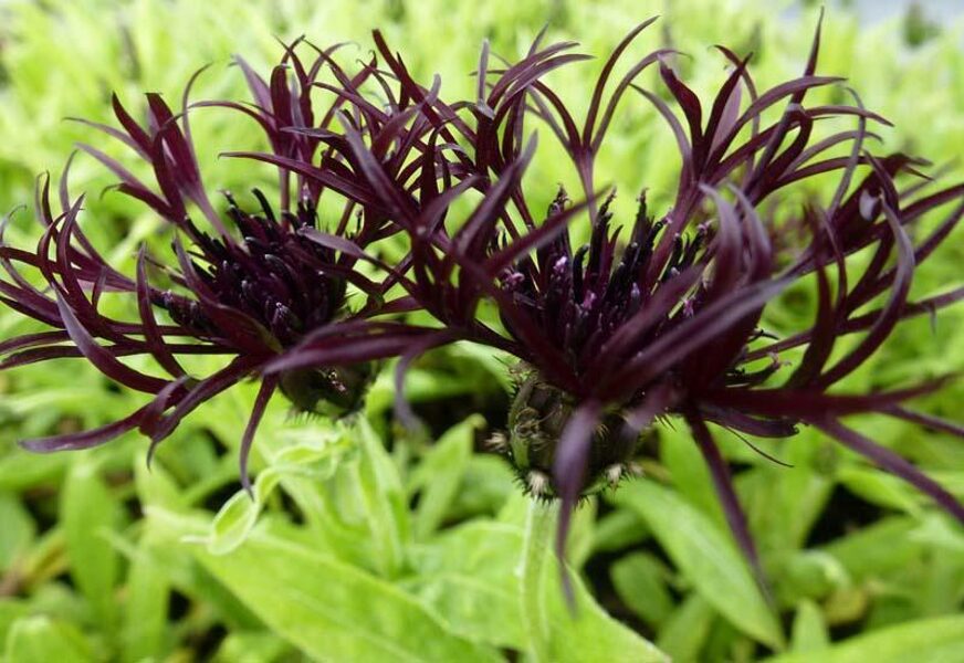 Bajorė (Centaurea montana) ‘Black Sprite’