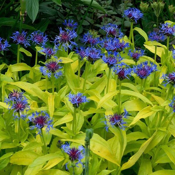 Bajorė kalninė (Centaurea montana) ’Gold Bullion’ 