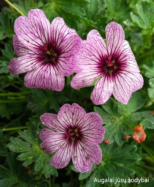 Pilkasis snaputis (Geranium cinereum) 'Ballerina'