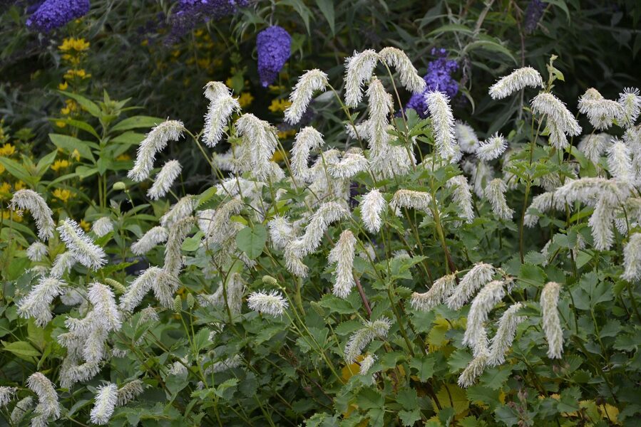 Baltažiedė kraujalakė (Sanguisorba albiflora)