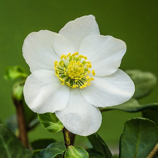 Eleboras baltažiedis (Helleborus niger)