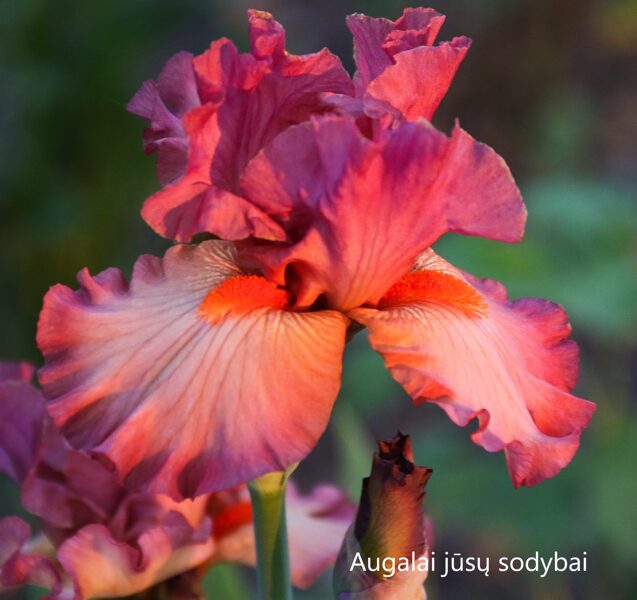 Vilkdalgis (Iris, IB) 'Banded Rose'