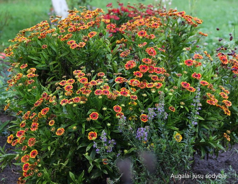 Saulainė (Helenium) 'Bandera'