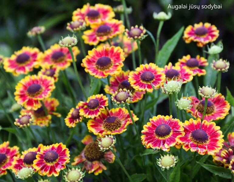 Saulainė (Helenium) 'Bandera'