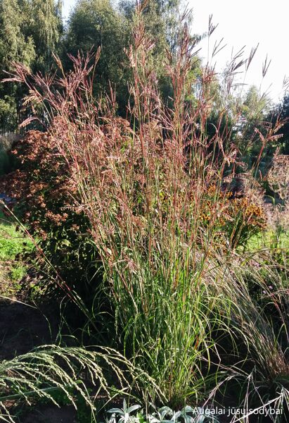 Barzdotis (Andropogon hallii) JS 'Purple Konza'