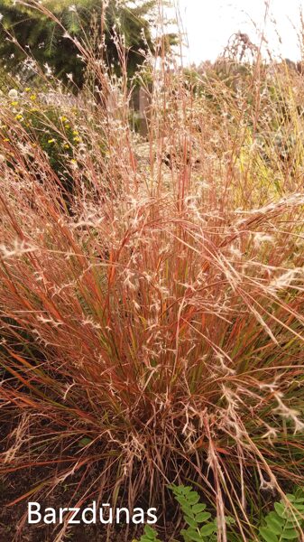 Barzdūnas kupstinis (Schizachyrium scoparium)