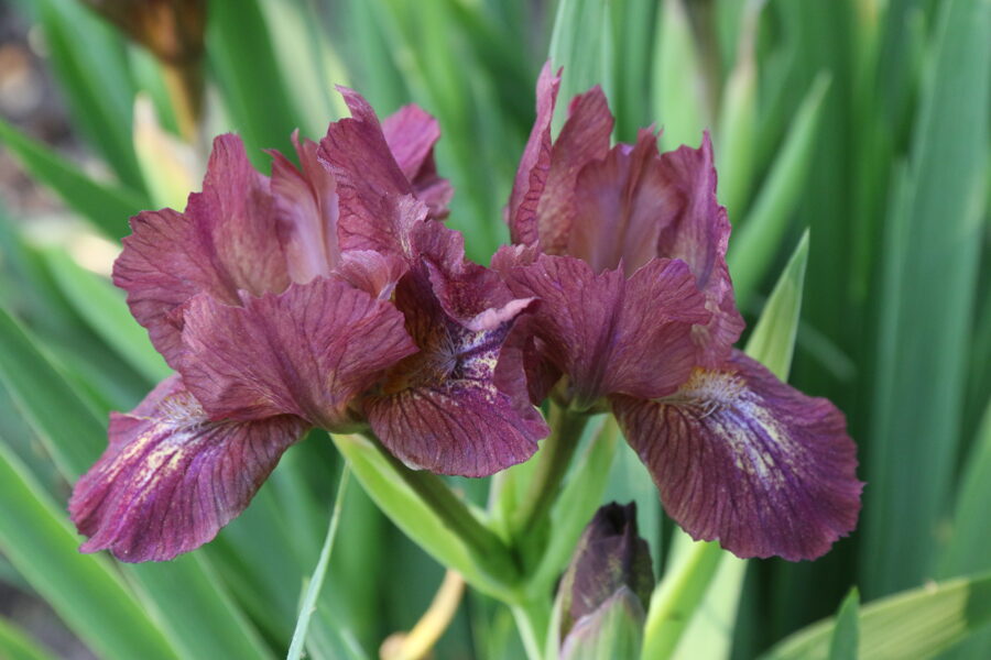 Vilkdalgis (Iris, SDB) 'Be Little'