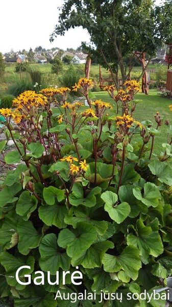 Gaurė dantytoji (Liguliaria dentata)