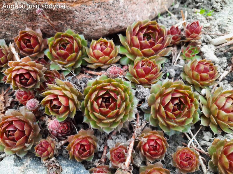 Šilropė (Sempervivum) 'Belladonna'
