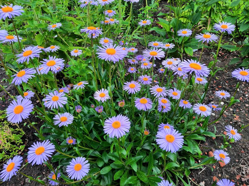 Uolinis astras (Aster tongolensis) 'Berggarten'