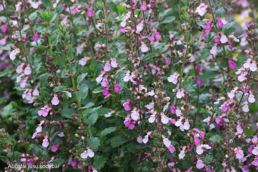 Bėtutis vaistinis (Teucrium chamaedrys)