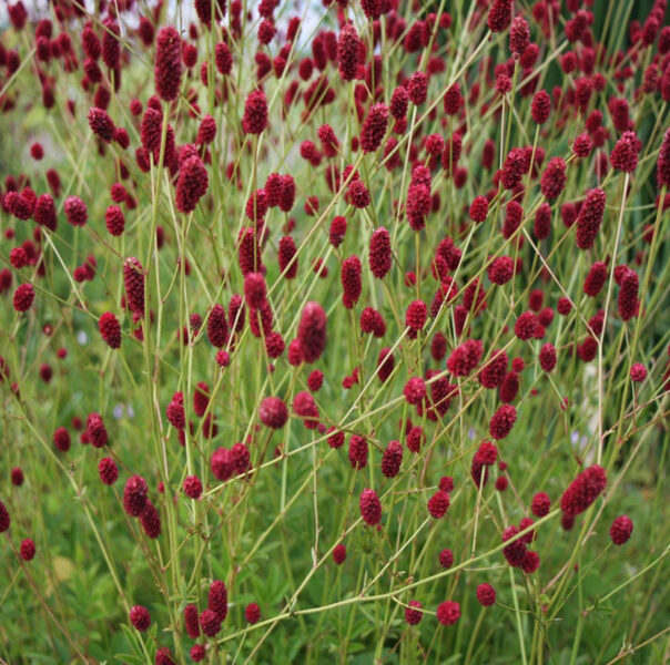 Kraujalakė (Sanguisorba) ‘Beetlewings’