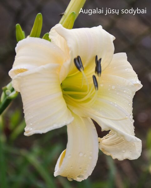 Viendienė (Hemerocallis) 'Betty'