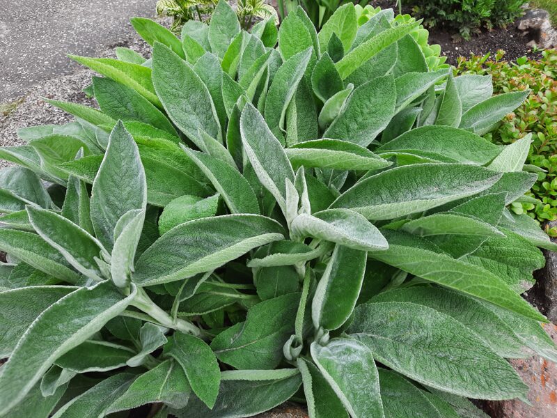 Vilnotoji notra (Stachys byzantina) 'Big Ears'