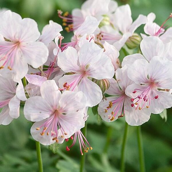 Snaputis (Geranium x cantabrigiense) 'Biokovo'