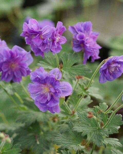 Himalajinis snaputis (Geranium himalayense) 'Birch Double'