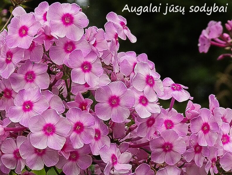 Šluotelinis flioksas (Phlox paniculata) 'Biser'