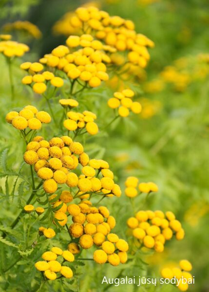 Bitkrėslė (Tanacetum) 'Isla Gold'