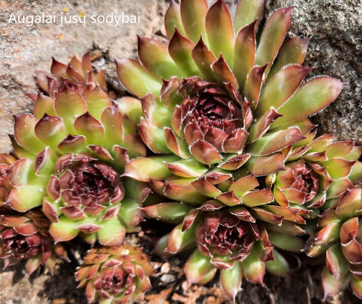 Šilropė (Sempervivum) b.p.