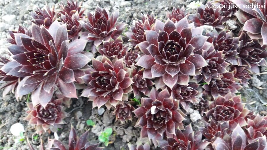 Šilropė (Sempervivum) 'Black Velvet'