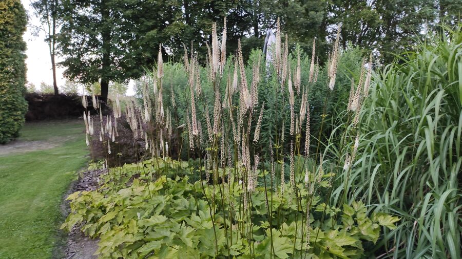 Blakėžudė širdžialapė (Cimicifuga cordifolia)