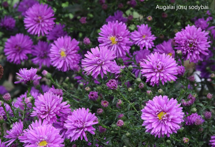 Virgininis astras (Aster novi-belgii) 'Blauglut' 