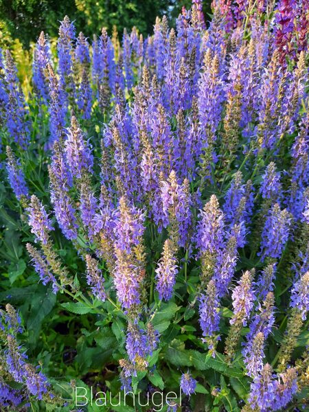 Gojinis šalavijas (Salvia nemorosa) 'Blauhugel'