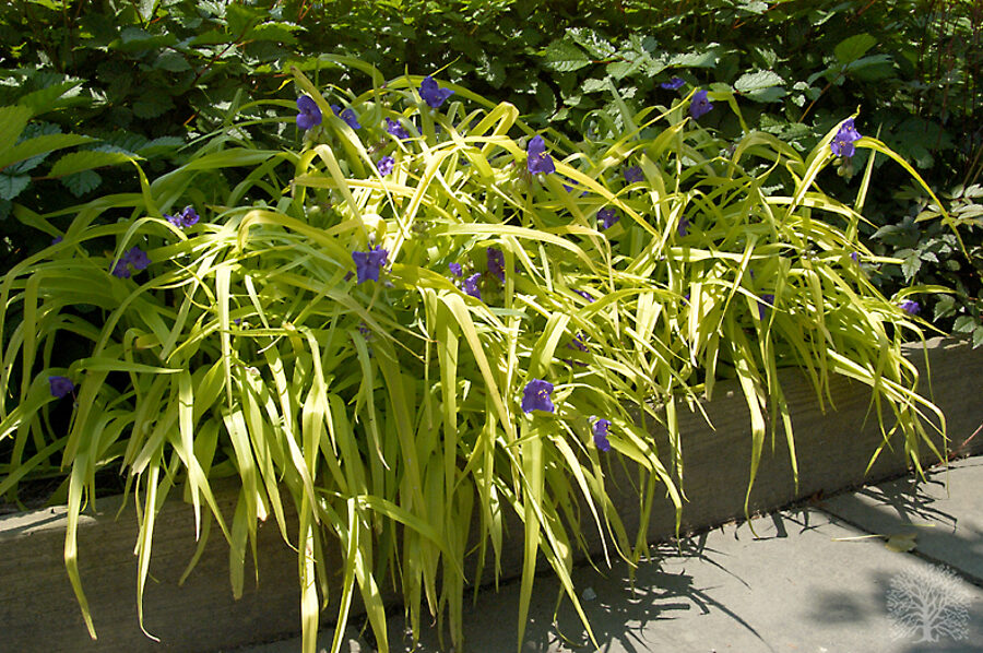 Tradeskantė (Tradescantia) 'Blue and Gold'