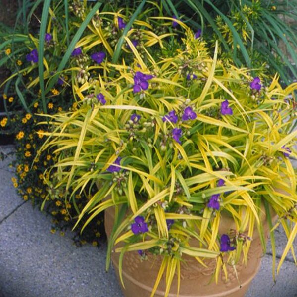Tradeskantė (Tradescantia) 'Blue and Gold'