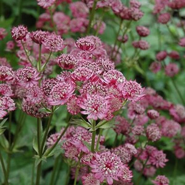 Astrancija didžioji (Astrantia major) 'Bloody Mary'