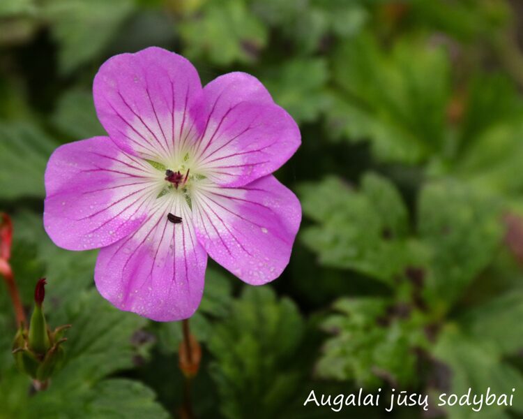 Snaputis (Geranium) 'Bloomtime'